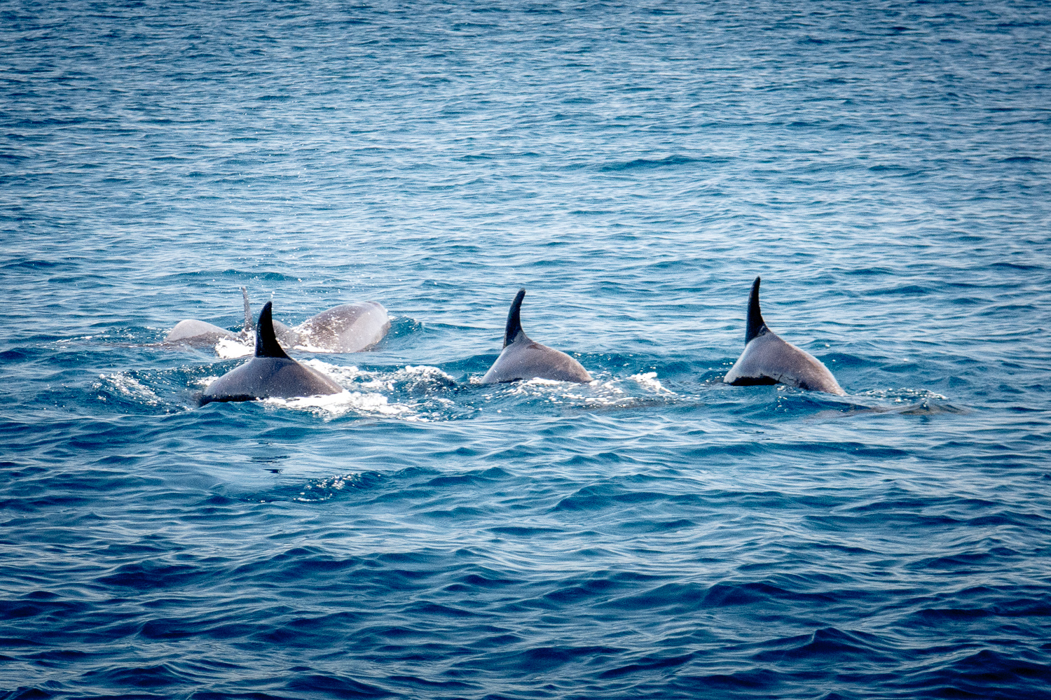 Dauphins
