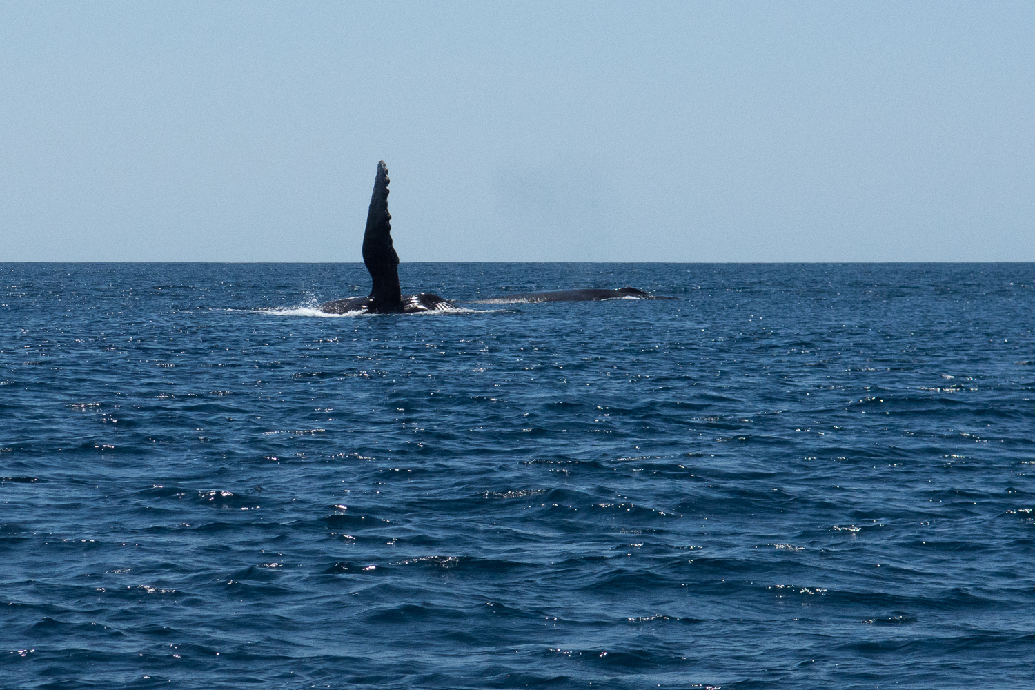 Baleines