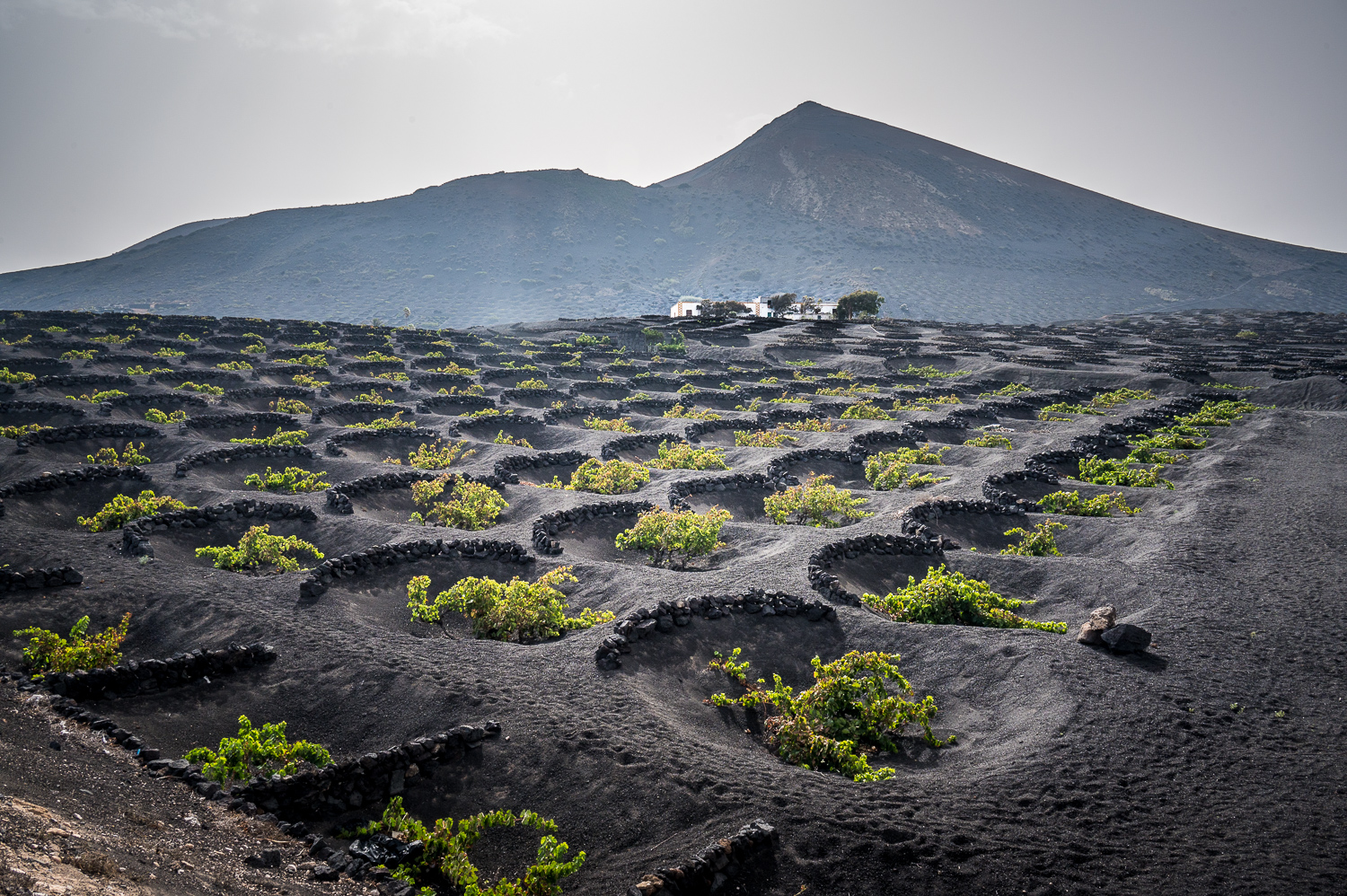 Région viticole de La Geria