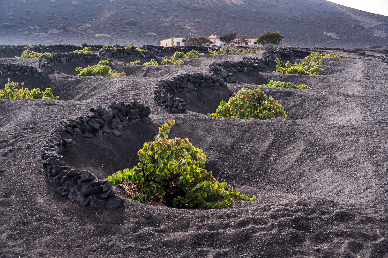 Région viticole de La Geria