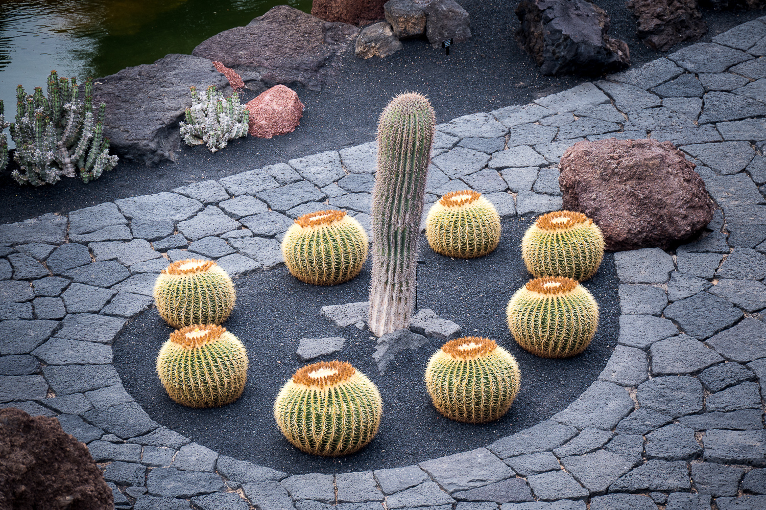 Jardin de Cactus