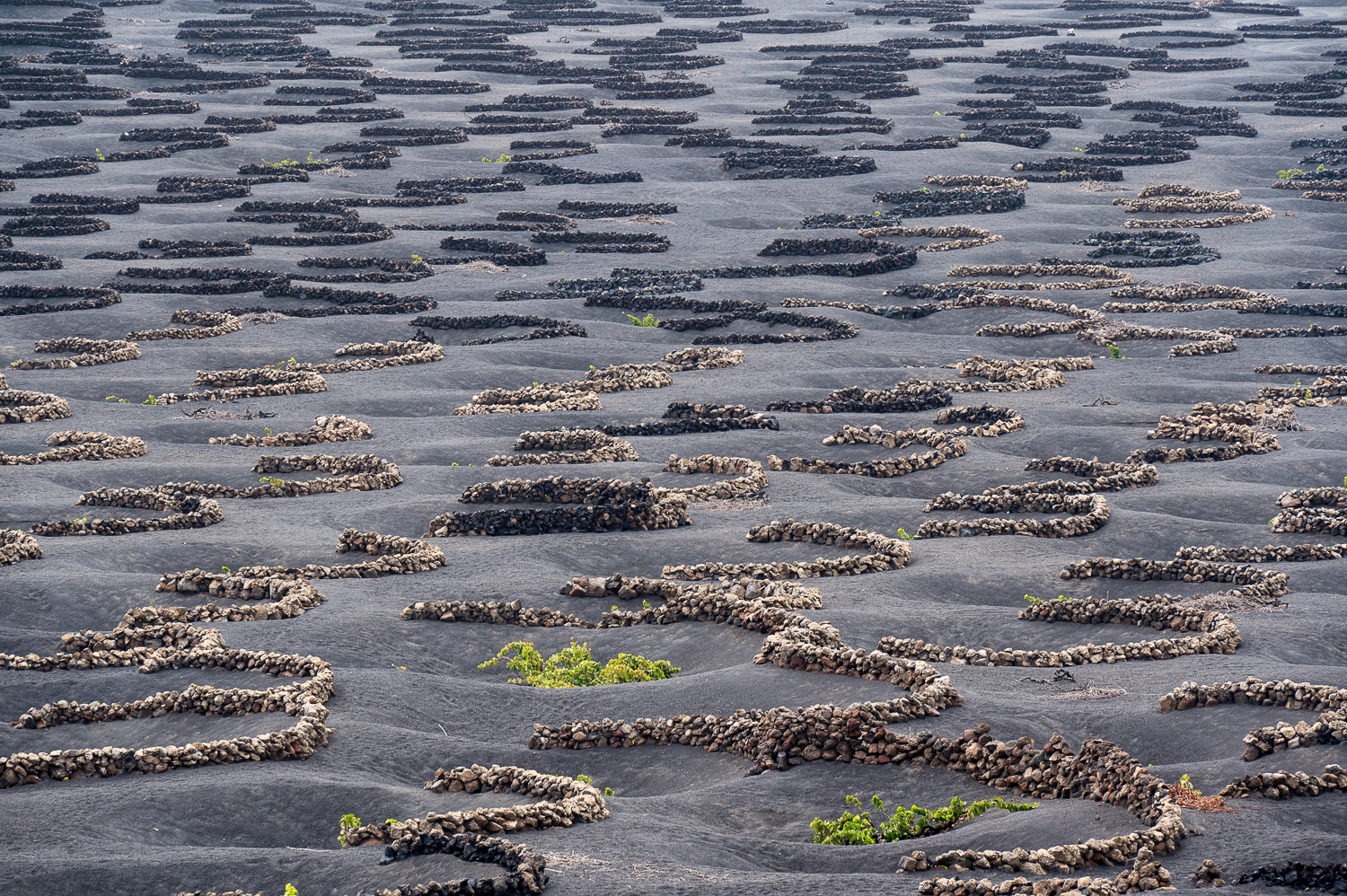 Région viticole de La Geria