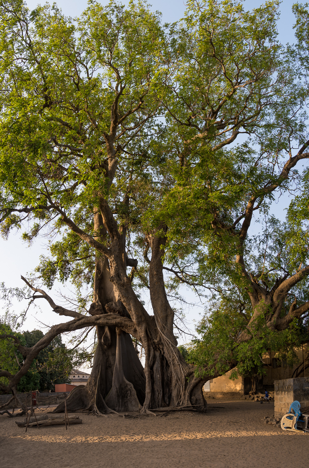 Les Arbres du Bois Sacré dans le village de Mar Lodj