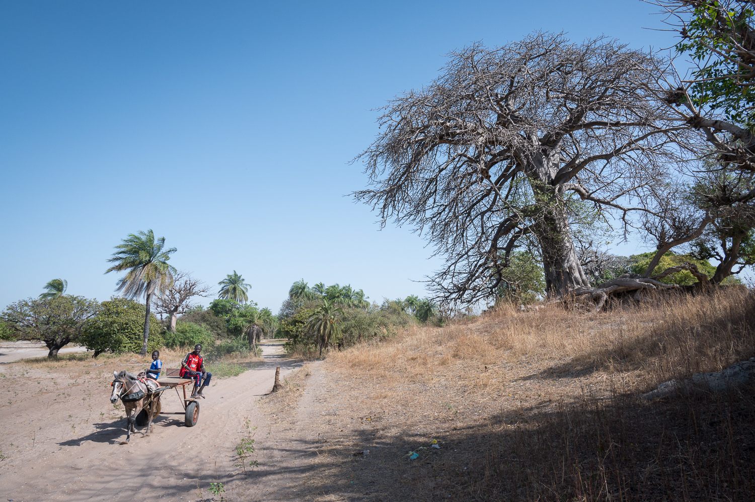 Charrette et Baobab