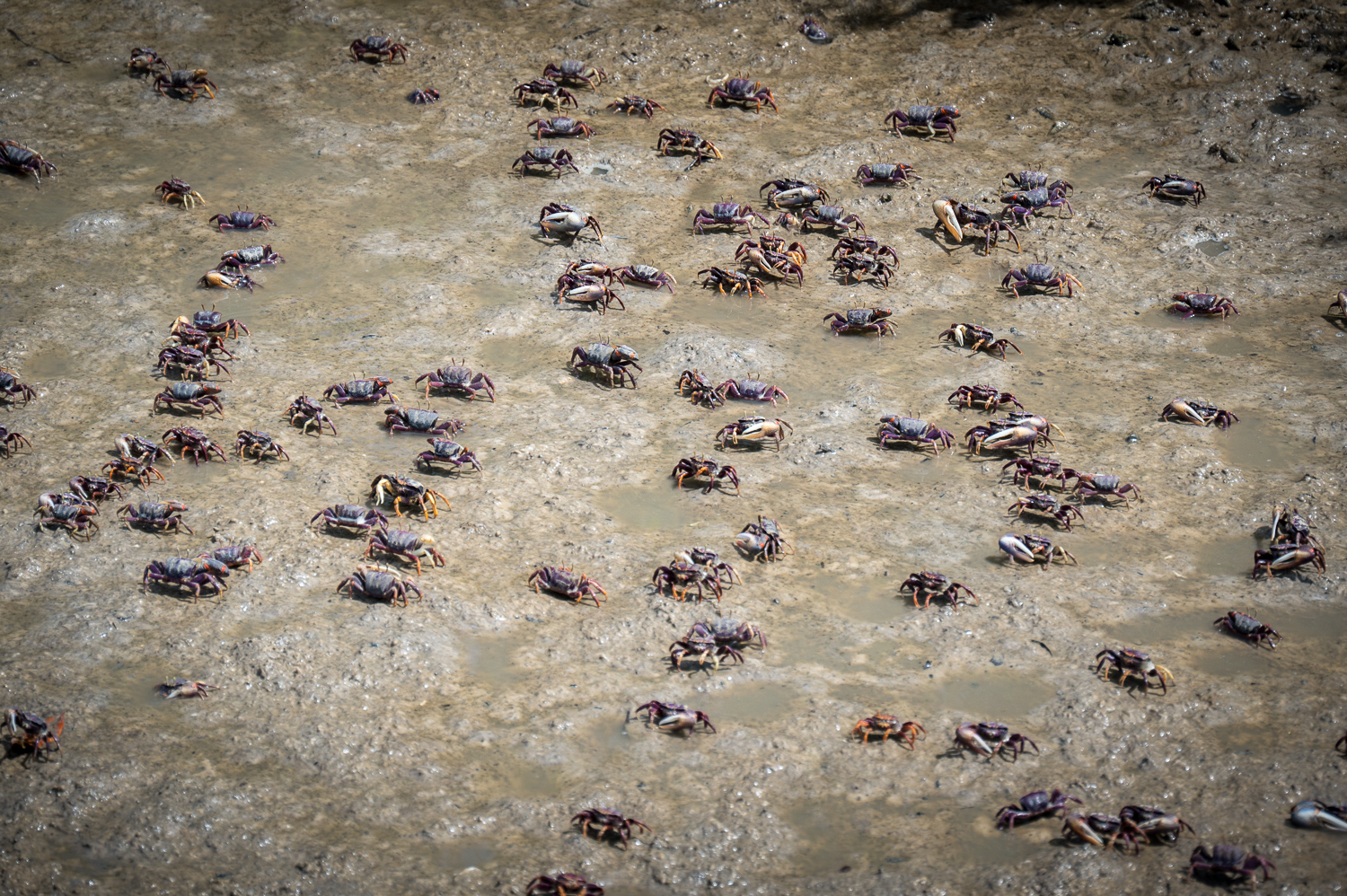 Crabes