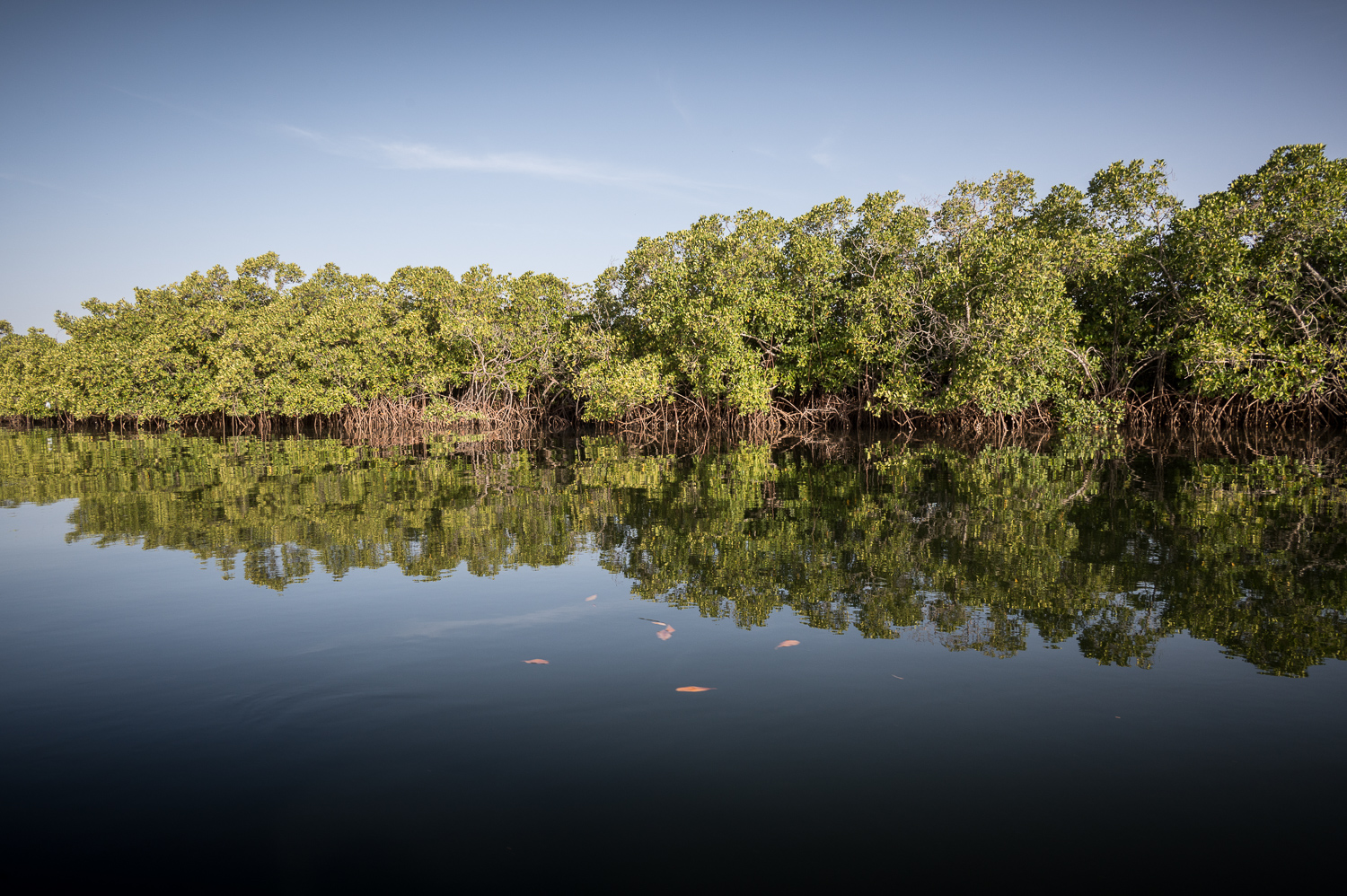 La mangrove
